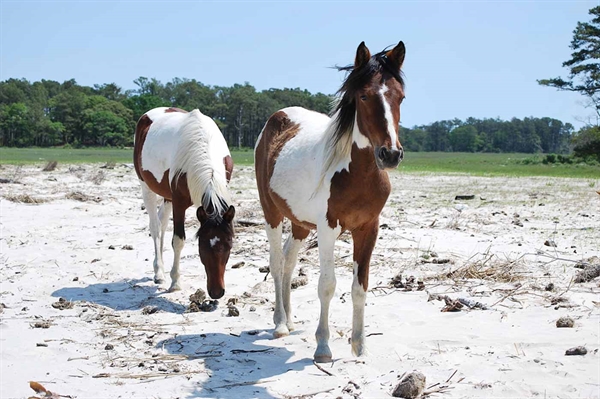 Chincoteague pony trots in as Virginia’s state pony