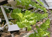 Virginia food bank to mix aquaponics with education and food production