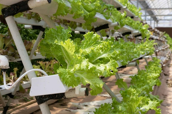 Virginia food bank to mix aquaponics with education and food production