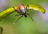 Avoid a nasty bite of summer by getting ahead of tick season