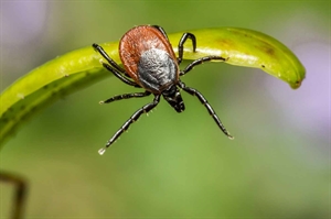 Avoid a nasty bite of summer by getting ahead of tick season