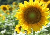 Sunflowers are a blooming business for some Va. farmers