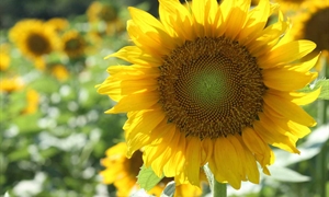 Sunflowers are a blooming business for some Va. farmers