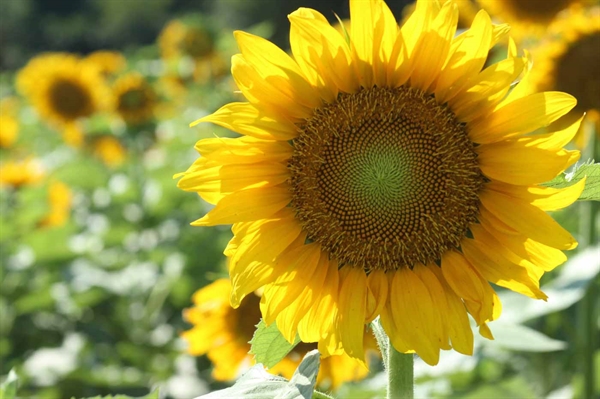 Sunflowers are a blooming business for some Va. farmers