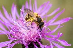 Va. beekeeping industry offers plenty to celebrate during National Honey Month