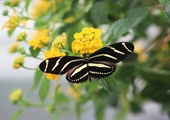 Creating a thriving butterfly habitat at home can alleviate habitat loss