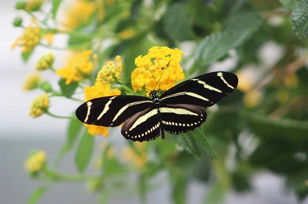 Creating a thriving butterfly habitat at home can alleviate habitat loss