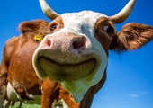 Adopt A Cow program connects students with an udderly unique class pet
