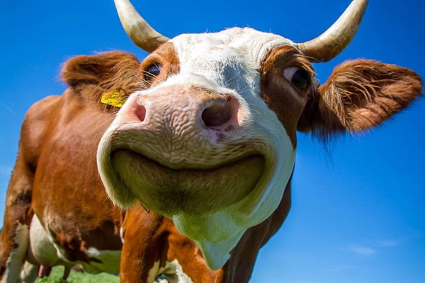 Adopt A Cow program connects students with an udderly unique class pet