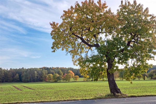 Southside Virginia growers join forces to boost profitability of area farms