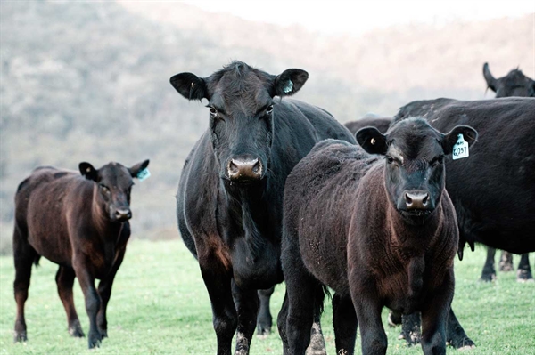 Large-scale farms are mostly family endeavors