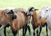Hair sheep are a growing trend on Virginia farms
