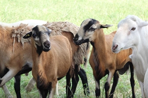 Hair sheep are a growing trend on Virginia farms