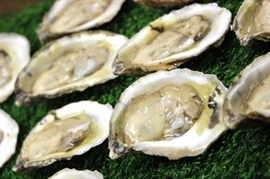 Virginia-grown oysters dominate East Coast production
