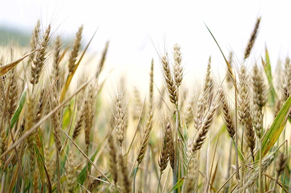 Va. farmers prepare to shape agricultural policy at national convention in Utah