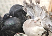 Tradition of breeding and showing pigeons maintained in Virginia since WWII era