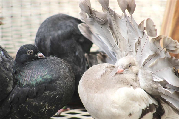 Tradition of breeding and showing pigeons maintained in Virginia since WWII era