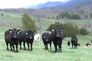 Virginia Cattlemen’s Association launches one-stop-shop app for cattle farmers
