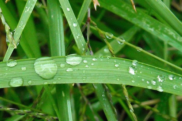 Wet weather saturates fields, lifts drought advisories