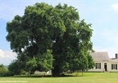 Reaching for the sky: Virginia’s majestic trees inspire awe