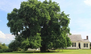 Reaching for the sky: Virginia’s majestic trees inspire awe