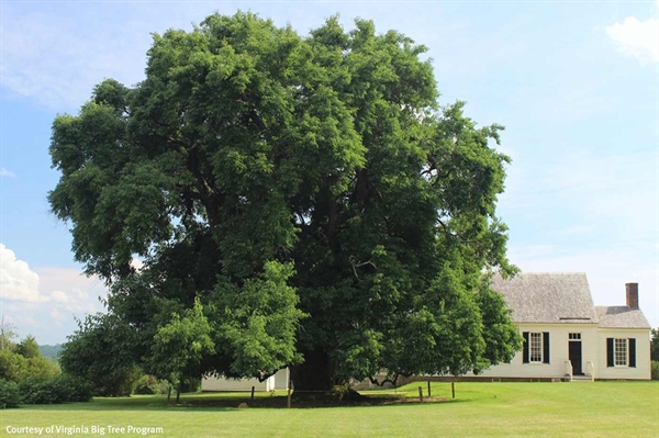 Reaching for the sky: Virginia’s majestic trees inspire awe