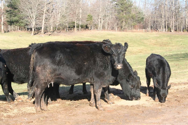 Farmers briefed on volatilities and bright spots in livestock markets