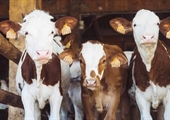 U.S. cattle inventory at lowest level since 1951