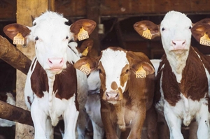 U.S. cattle inventory at lowest level since 1951