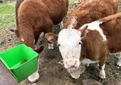 Miniature Herefords are compact cows that provide big benefits