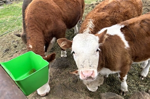 Miniature Herefords are compact cows that provide big benefits