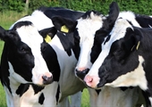 Dairy farmers can now enroll in safety net program