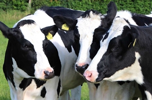 Dairy farmers can now enroll in safety net program