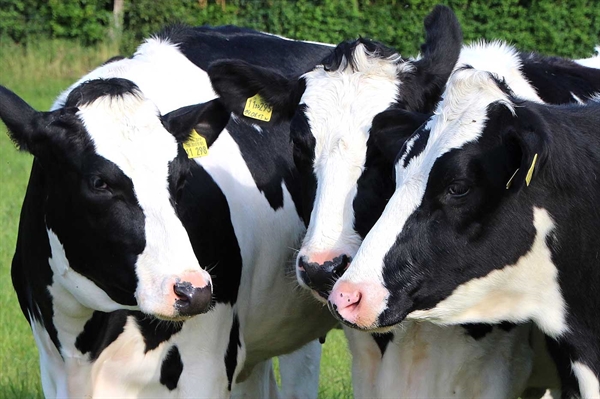 Dairy farmers can now enroll in safety net program