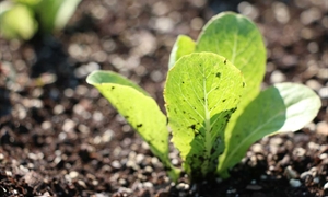 Start planting your cool weather vegetable garden