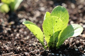 Start planting your cool weather vegetable garden
