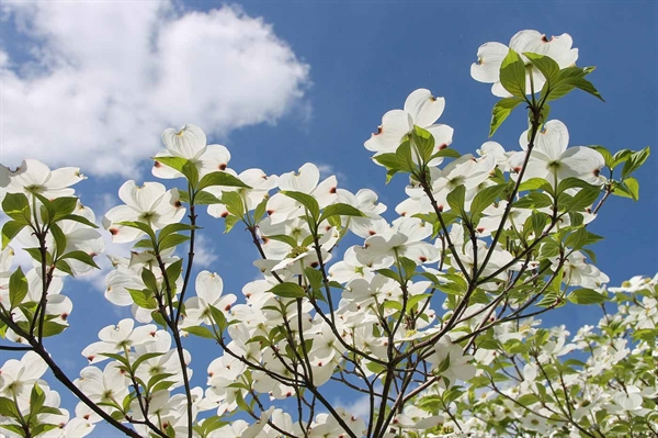 ‘Throwing Shade VA’ program offers incentives for planting native trees