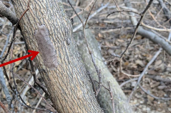 Spot and smash: Residents urged to report and destroy spotted lanternfly egg masses