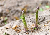 Emergence of cool-season crop signals spring