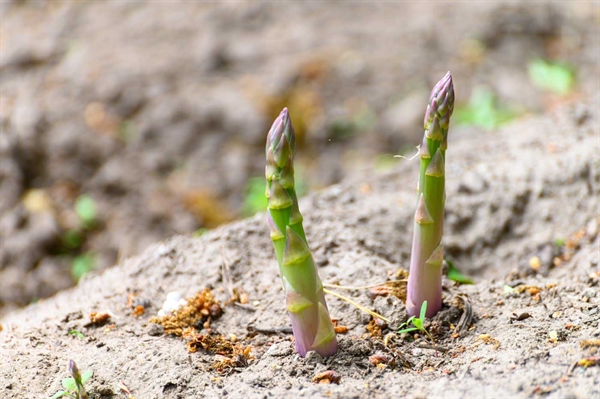 Emergence of cool-season crop signals spring