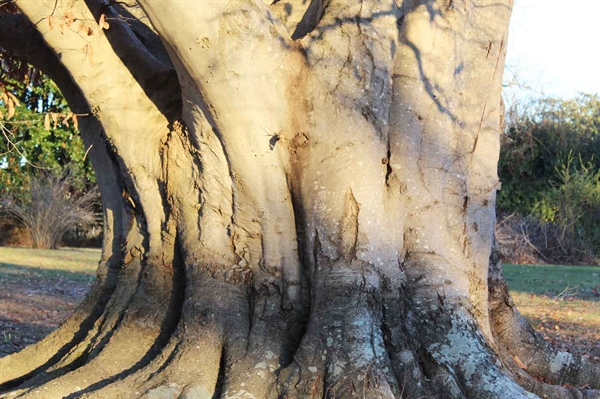 Reaching for the sky: Virginia’s majestic trees inspire awe