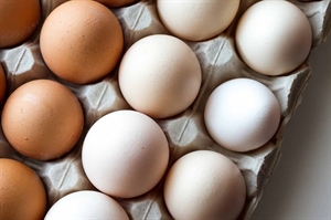 Virginia-grown eggs are all they’re cracked up to be
