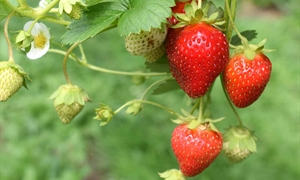 Spring shaping up to be a sweet strawberry season