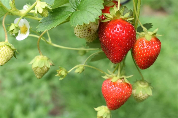 Spring shaping up to be a sweet strawberry season