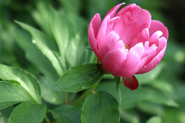 Virginia’s blossoming floriculture industry offers bountiful options for Mother’s Day