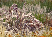 Elevate the landscape with stunning ornamental grasses