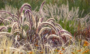 Elevate the landscape with stunning ornamental grasses