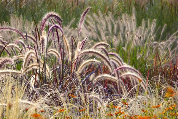 Elevate the landscape with stunning ornamental grasses