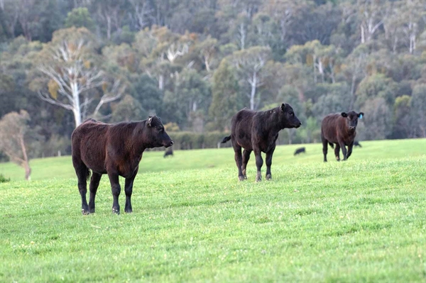 Quality, safety guaranteed with Virginia Beef Quality Assurance certification