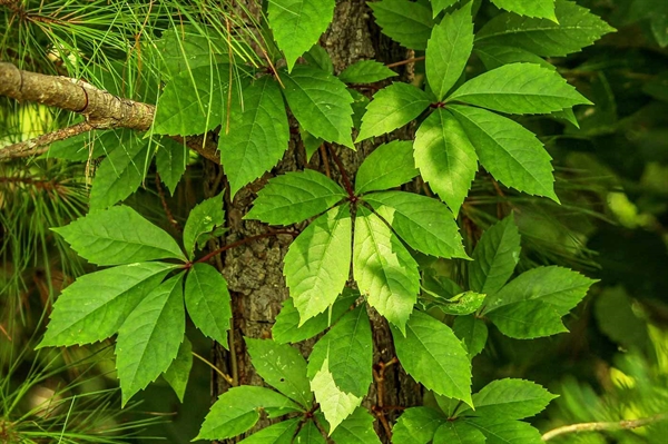 Groundcover options abound, but home gardeners are urged to choose wisely